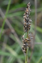 Carex diandra