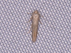 Haplochrois bipunctella