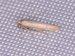 Haplochrois bipunctella