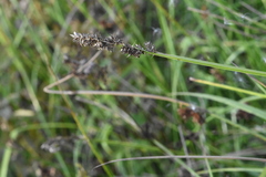 Carex diandra