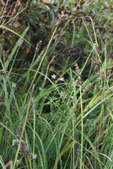 Carex diandra