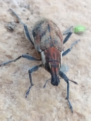 Coniocleonus pelletii