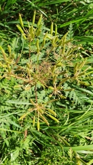 Chaerophyllum villarsii