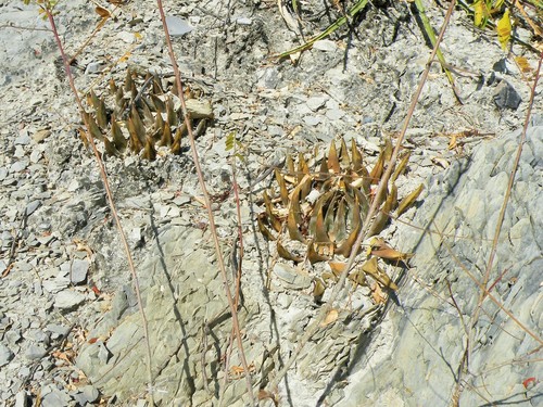 Ariocarpus trigonus