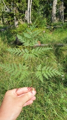 Chaerophyllum villarsii