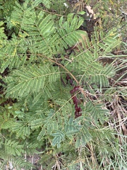 Acaciella