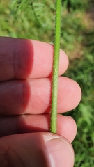 Chaerophyllum villarsii