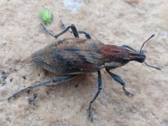 Coniocleonus pelletii