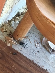 Latrodectus hesperus