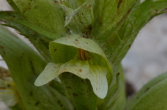 Acanthus hirsutus