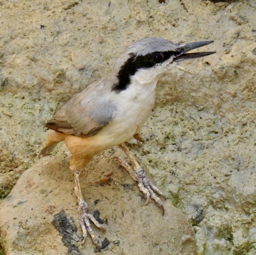 Eastern Rock Nuthatch