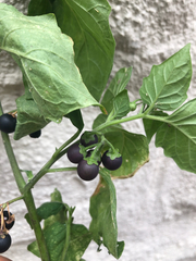 Solanum