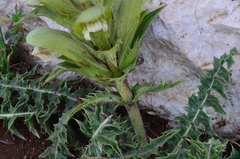 Acanthus hirsutus