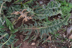 Acanthus hirsutus