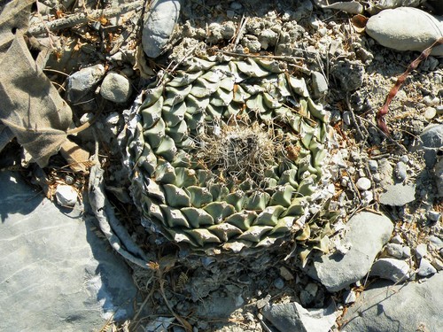 Image of Obregonia denegrii by (c) amantedarmanin, some rights reserved (CC BY)