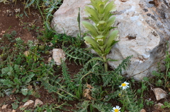 Acanthus hirsutus