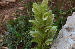 Acanthus hirsutus