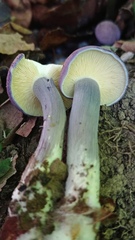 Agaricales