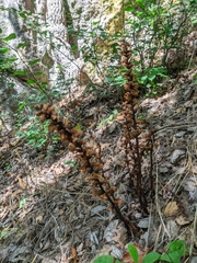 Orobanche hederae