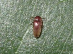 Trixagus dermestoides