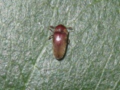 Trixagus dermestoides