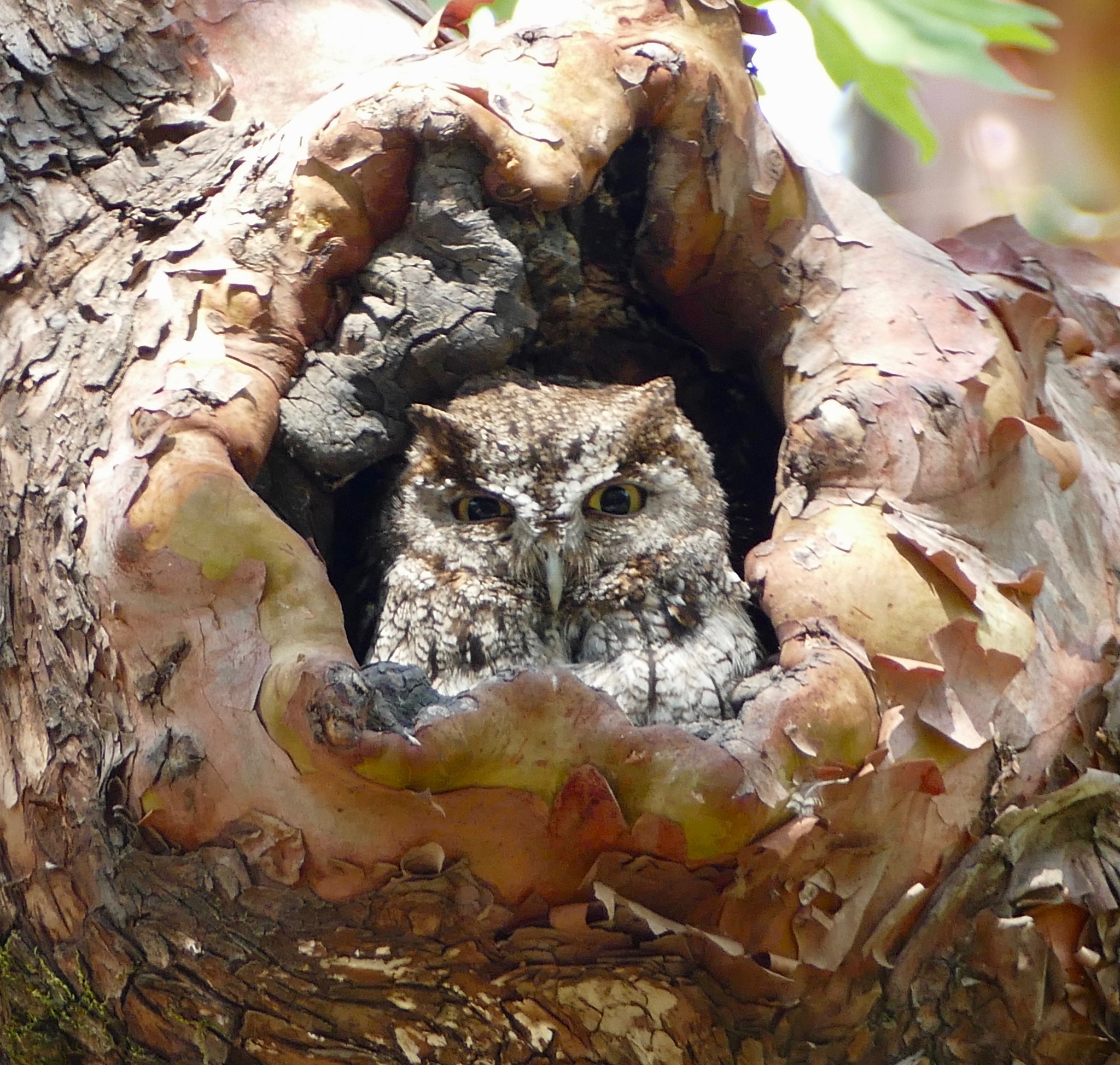 Western Screech-Owl (Megascops kennicottii)