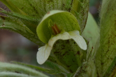 Acanthus hirsutus