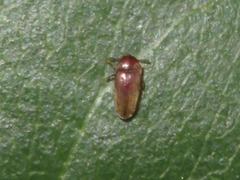Trixagus dermestoides