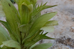 Acanthus hirsutus