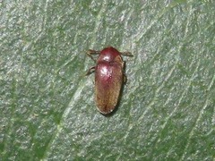 Trixagus dermestoides