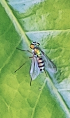 Condylostylus pruinosus