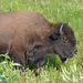 Wood Bison - Photo (c) Mark Davidson, some rights reserved (CC BY-NC-SA), uploaded by Mark Davidson