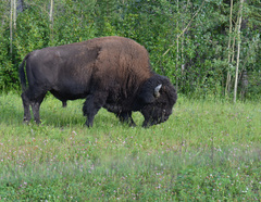 Bison bison athabascae