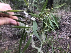 Myoporum montanum