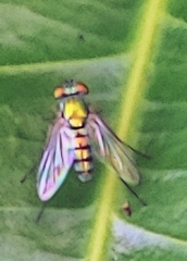 Condylostylus pruinosus