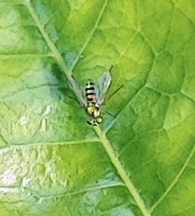 Condylostylus pruinosus