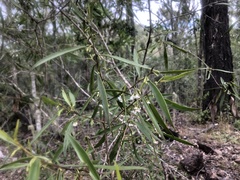 Myoporum montanum