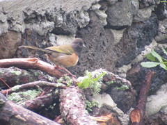 Pipilo maculatus macronyx