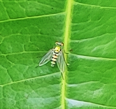 Condylostylus pruinosus