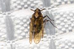 Nothodelphax consimilis
