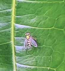 Condylostylus pruinosus