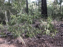 Myoporum montanum