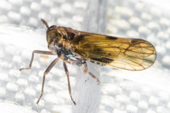 Nothodelphax consimilis