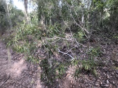Myoporum montanum