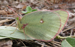 Colias gigantea