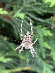 Araneus diadematus