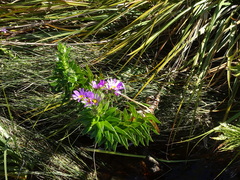 Senecio speciosissimus