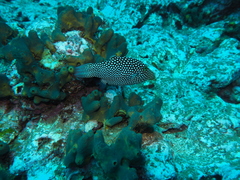 Canthigaster punctatissima
