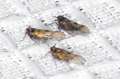 Nothodelphax consimilis