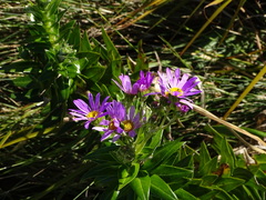 Senecio speciosissimus